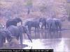 African Elephants (Loxodonta africana)