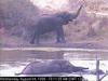 African Elephants (Loxodonta africana)
