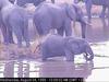 African Elephants (Loxodonta africana)