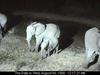 African Elephants (Loxodonta africana)