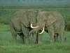 African Elephants (Loxodonta africana)
