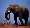 African Elephant (Loxodonta africana)