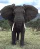 African Elephant (Loxodonta africana) bull
