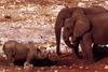 African Elephants (Loxodonta africana)  and rhino