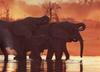 African Elephants (Loxodonta africana)