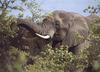 African Elephant (Loxodonta africana)