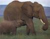 African Elephants (Loxodonta africana) mother and calf