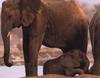 African Elephants (Loxodonta africana) mother and calf