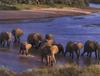 African Elephants (Loxodonta africana)