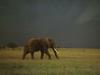 African Elephant (Loxodonta africana)