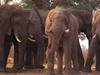 African Elephants (Loxodonta africana)