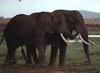 African Elephants (Loxodonta africana)