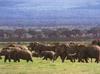 African Elephants (Loxodonta africana)