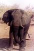 African Elephant (Loxodonta africana)