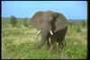 African Elephant (Loxodonta africana)