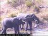 African Elephants (Loxodonta africana)