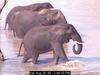 African Elephants (Loxodonta africana)