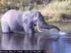 African Elephant (Loxodonta africana)