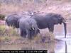 African Elephants (Loxodonta africana)