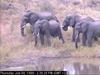 African Elephants (Loxodonta africana)