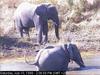 African Elephants (Loxodonta africana)