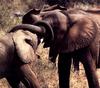 African Elephants (Loxodonta africana)