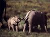 African Elephants (Loxodonta africana) mother and calf