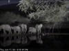 African Elephants (Loxodonta africana)