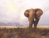 African Elephant (Loxodonta africana)