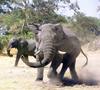 African Elephants (Loxodonta africana)