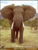 African Elephant (Loxodonta africana)