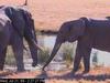 African Elephants (Loxodonta africana)