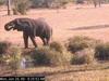 African Elephant (Loxodonta africana)