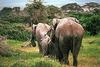 African Elephants (Loxodonta africana)