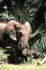 African Elephants (Loxodonta africana) mother and calf