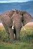 African Elephant (Loxodonta africana)