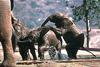 African Elephants (Loxodonta africana) calves
