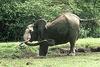 African Elephant (Loxodonta africana)