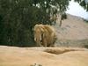 African Elephant (Loxodonta africana)