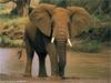 African Elephant (Loxodonta africana)