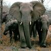 South African Bush Elephant (Loxodonta africana africana)