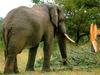 South African Bush Elephant (Loxodonta africana africana)