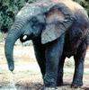 South African Bush Elephant (Loxodonta africana africana)