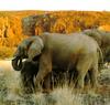 South African Bush Elephants (Loxodonta africana africana)