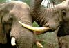 South African Bush Elephants (Loxodonta africana africana)