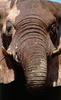 South African Bush Elephant (Loxodonta africana africana)