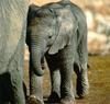 South African Bush Elephant (Loxodonta africana africana) calf