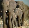 South African Bush Elephants (Loxodonta africana africana)