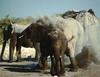 South African Bush Elephants (Loxodonta africana africana)