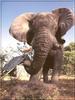 South African Bush Elephant (Loxodonta africana africana)